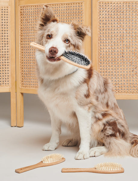 FAVOURITE DOG BRUSH