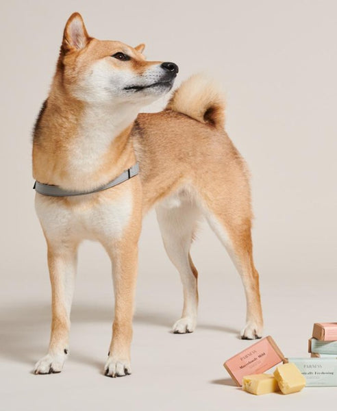 FANTASTICALLY WILD - DOG SHAMPOO BAR